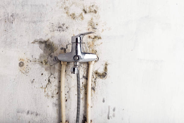 Best Mold Remediation  in Portland, ME