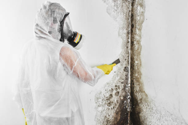 Best Office Mold Removal Services  in Portland, ME