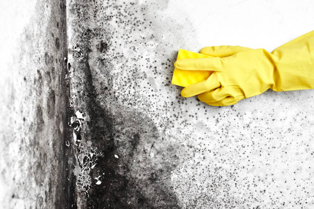 Best Black Mold Removal  in Portland, ME