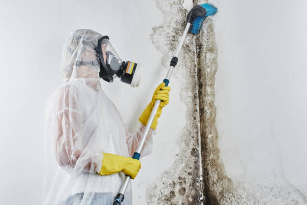 Mold Testing and Removal in Portland, ME