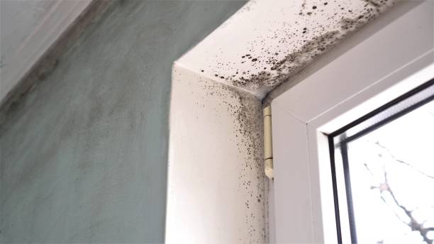 Reliable Portland, ME Mold Removal Solutions
