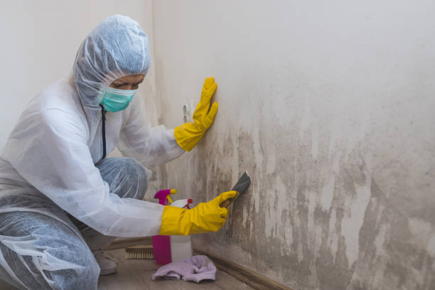 Professional Mold Removal in Portland, ME