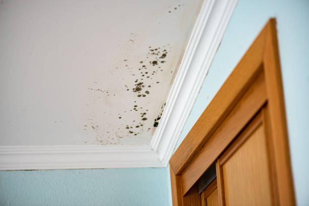 Best Mold Damage Repair  in Portland, ME
