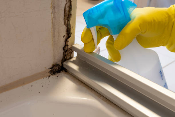 Best Toxic Mold Removal  in Portland, ME