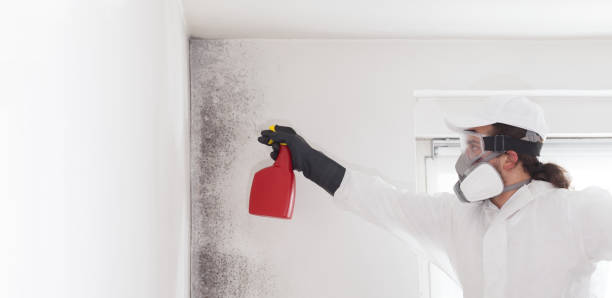 Best Professional Mold Removal  in Portland, ME