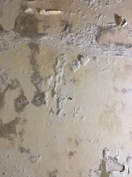 Best Mold Testing  in Portland, ME