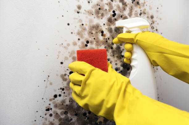 Best Mold Testing  in Portland, ME