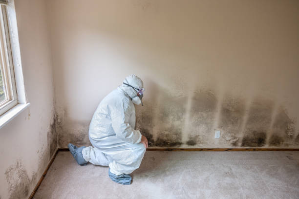 Best Residential Mold Removal  in Portland, ME